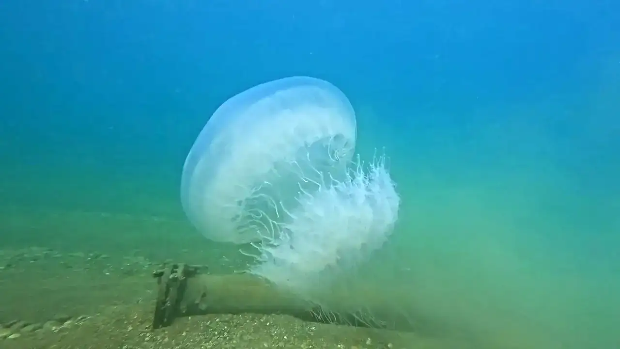 Akdeniz'in Devleri Antalya Körfezi'ni Kuşattı 4